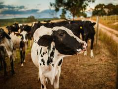 
      
      Most milk alternatives lack nutritional value of cow's milk
      
      