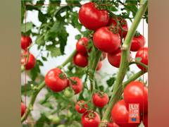 
      
      Tomayto, Tomahto: The Perfect Match for Every Occasion
      
      