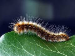 
      
      Scientists revive worm frozen 46,000 years ago
      
      