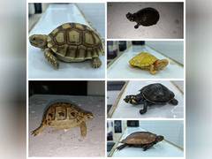
      
      DRI seizes 306 live exotic animals at Mumbai airport
      
      