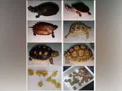 
      
      DRI seizes 306 live exotic animals at Mumbai airport 
      
      