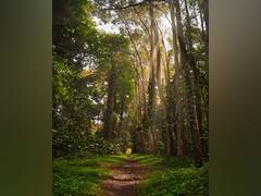 
      
      Tropical trees use social distancing to maintain biodiversity
      
      