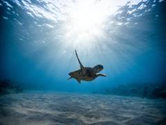 
      
      World's oceans set new surface temperature record
      
      