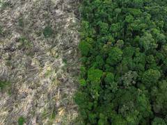
    Brazil: Amazon deforestation drops six-year low
    