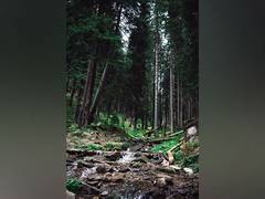 
      
      Secondary forests are more drought-sensitive than primary forests
      
      