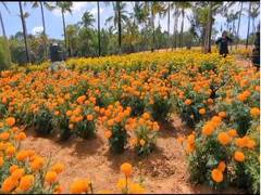 
      
      Marigold cultivation in Kattakkada attracts tourists ahead ofOnam
      
      