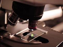 
      
      Researchers find new method to combat fungi
      
      