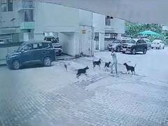 
      
      Ghaziabad: Minor girl attacked by dogs, sustains injuries
      
      