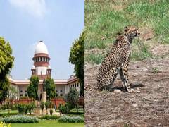 
      
      SC expresses satisfaction with Centre's effort on Cheetah issue
      
      