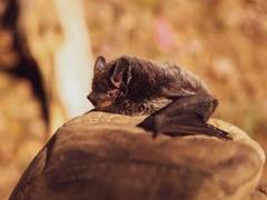 
      
      Activity level of bats reduced at solar farm sites: Study
      
      