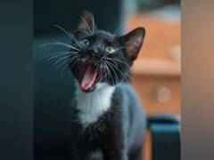 
      
      Categorization of cats likely to remain problematic: Study
      
      