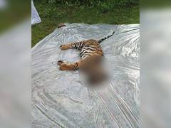 
      
      MP: Female tiger cub found dead at Bandhavgarh Reserve
      
      