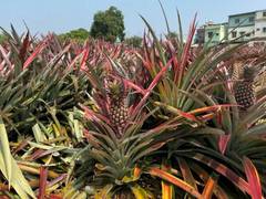 
      
      Youth-run farm in Bhutan finds success in growing pineapples 
      
      
