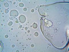 
      
      Study discovers AI system to analyse cells for diseases diagnosis
      
      