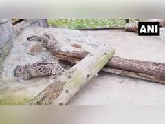
      
      Darjeeling Zoo welcomes snow leopard, red panda cubs
      
      