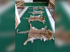 
      
      Eight arrested with four leopard skins in J-K’s Srinagar by DRI 
      
      