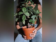 
      
      Climate change slows 'global plant water use efficiency': Study
      
      