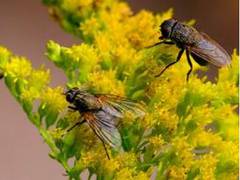 
      
      Study finds method of transforming flies into degradable plastics
      
      