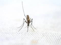 
      
      Study finds ‘concerning’ flaw in malaria diagnostics
      
      