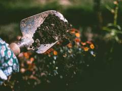 
      
      Soils pay key role in keeping the planet cool: Study
      
      