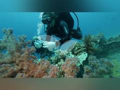 
      
      Israel: Eilat’s Red Sea coral reefs deteriorating
      
      