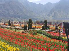 
      
      Srinagar’s Tulip Garden enters World Book of Records 
      
      