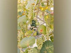 
      
      Eat more fruits, vegetables by growing households 
      
      