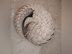 
      
      Police seizes live pangolin from Chhattisgarh's Raipur; one held
      
      