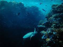 
      
      Reefs can help revive aquatic life in waters that are in danger
      
      