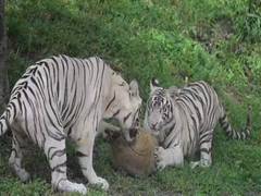 
      
      National Zoological Park celebrates first birthday of cubs
      
      
