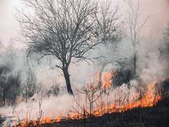 
      
      Hawaii wildfire: Officials release list of 388 missing people
      
      