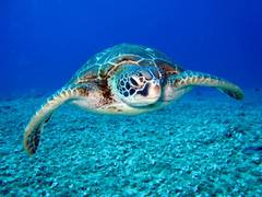
      
      Sri Lanka: Over 20 turtles' carcasses found on shoreline
      
      