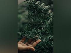 
      
      Study reveals how plants pass down genetic memories
      
      