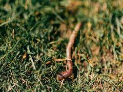 
    Doctors remove live parasitic worm from Australian woman’s brain
    