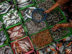 
      
      10th Al Maleh and Fishing Festival kicks off in Dibba Al Hisn
      
      