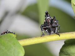 
      
      Invasive spotted lanternfly may not harm hardwood trees: Study
      
      