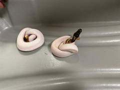 
      
      Customs seizes rare snakelets from passenger ar Chennai Airport
      
      