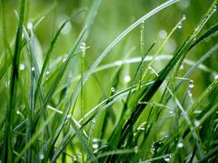 
      
      Study sheds light on role of grasses in climate change control
      
      