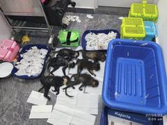 
      
      72 exotic snakes, 6 capuchin monkeys seized at Bengaluru airport
      
      