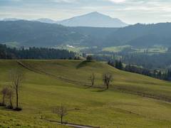 
      
      Study shows significance of grasses in preventing climate change
      
      