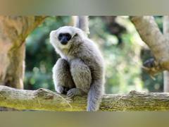 
      
      Bali Safari's Conservation Efforts: Saving Javan Gibbon Special
      
      
