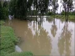 
      
      UP: Farmers upset after damage sustained by crops in Moradabad
      
      