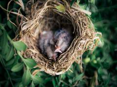 
      
      Ground-nesting birds design their nests to hide from predators
      
      