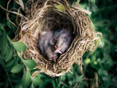 
      
      Birds build nests to protect themselves from predators
      
      
