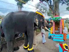 
      
      Theppakadu camp elephants celebrate Ganesh Chaturthi
      
      