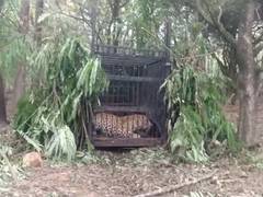 
      
      Another leopard captured in Andhra's Tirumala
      
      