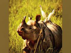 
      
      Rhino conservation in India bears fruit, population rising
      
      