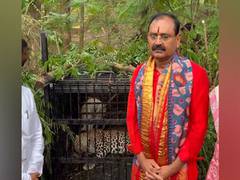 
      
      Andhra: 6 leopard captured from near Tirumala temple
      
      