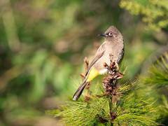 
      
      Smaller eyes in birds related to urban light pollution: Study
      
      