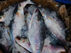 
      
      Bangladesh govt allows export of Hilsas to India
      
      